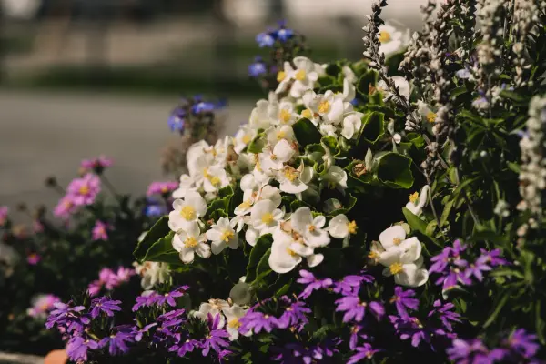Weisse und violette Blüten in einem Beet