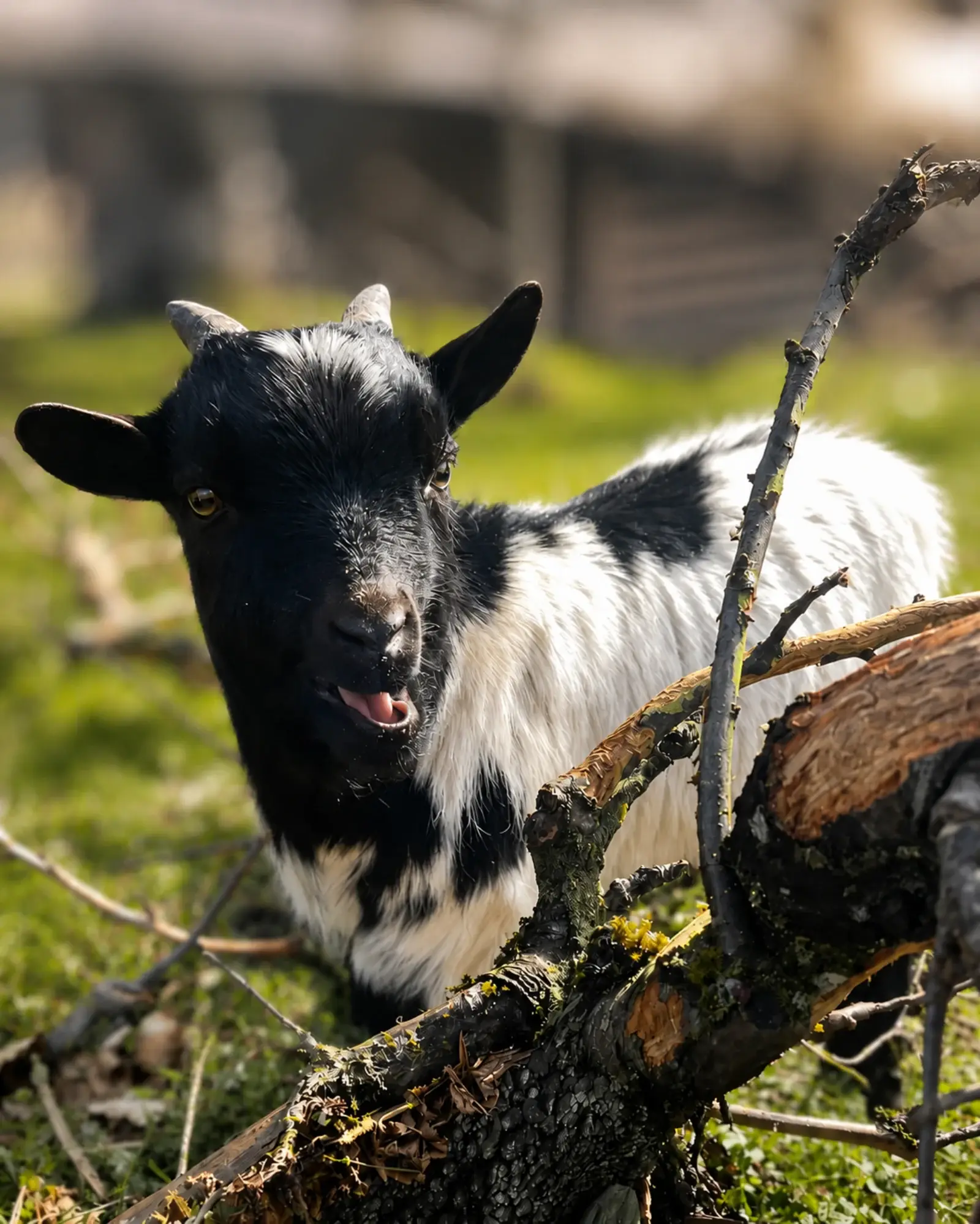 Ziege im Streichelzoo des Landwirtschaftszentrums Visp